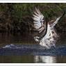 Falco pescatore - Osprey (Pandion haliaetus)