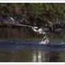 Falco pescatore - Osprey (Pandion haliaetus)