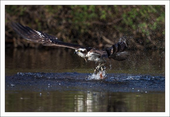 Falco pescatore - Osprey (Pandion haliaetus)