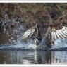 Falco pescatore - Osprey (Pandion haliaetus)