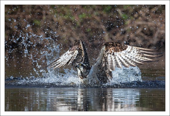 Falco pescatore - Osprey (Pandion haliaetus)