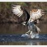 Falco pescatore - Osprey (Pandion haliaetus)