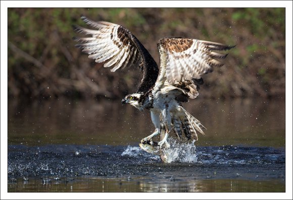 Falco pescatore - Osprey (Pandion haliaetus)