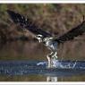 Falco pescatore - Osprey (Pandion haliaetus)