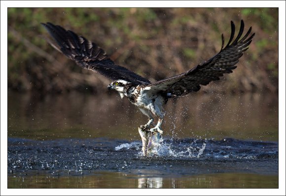 Falco pescatore - Osprey (Pandion haliaetus)