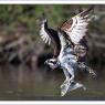 Falco pescatore - Osprey (Pandion haliaetus)