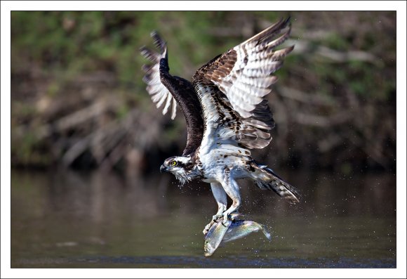 Falco pescatore - Osprey (Pandion haliaetus)