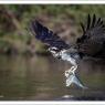 Falco pescatore - Osprey (Pandion haliaetus)