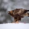 Aquila - Golden eagle (Aquila chrysaetos)