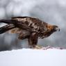 Aquila - Golden eagle (Aquila chrysaetos)