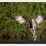 Falco pescatore - Osprey (Pandion haliaetus)