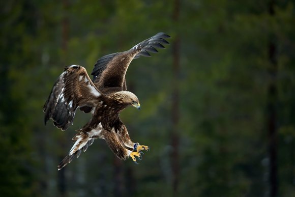 Aquila - Golden eagle (Aquila chrysaetos)