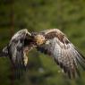 Aquila - Golden eagle (Aquila chrysaetos)