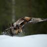 Aquila - Golden eagle (Aquila chrysaetos)