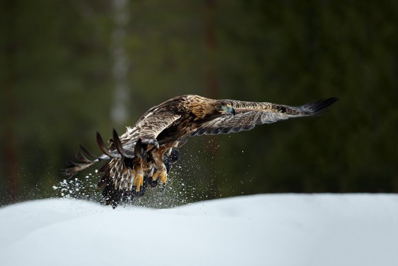 Aquila - Golden eagle (Aquila chrysaetos)