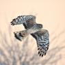 Albanella reale - Hen harrier (Circus cyaneus)