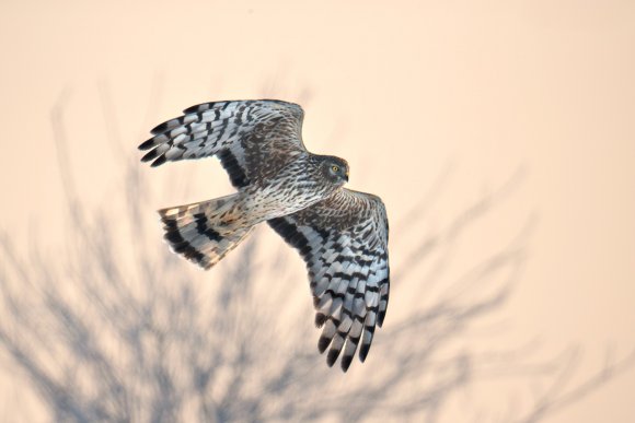 Albanella reale - Hen harrier (Circus cyaneus)