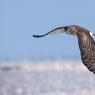 Albanella reale - Hen harrier (Circus cyaneus)