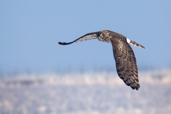 Albanella reale - Hen harrier (Circus cyaneus)