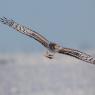 Albanella reale - Hen harrier (Circus cyaneus)