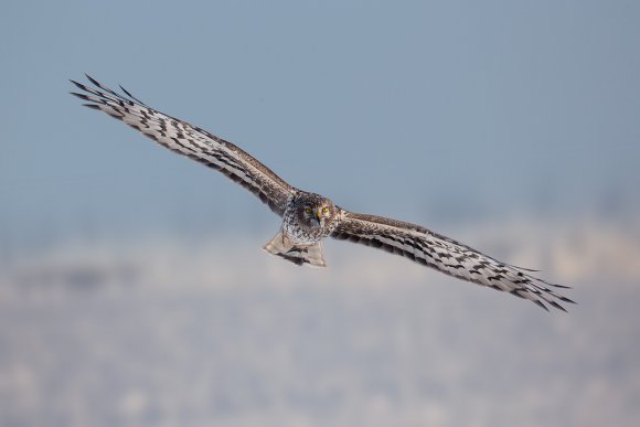 Albanella reale - Hen harrier (Circus cyaneus)