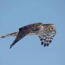 Albanella reale - Hen harrier (Circus cyaneus)