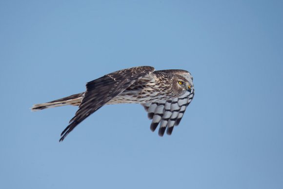 Albanella reale - Hen harrier (Circus cyaneus)