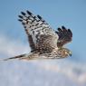 Albanella reale - Hen harrier (Circus cyaneus)