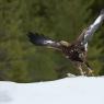 Aquila - Golden eagle (Aquila chrysaetos)