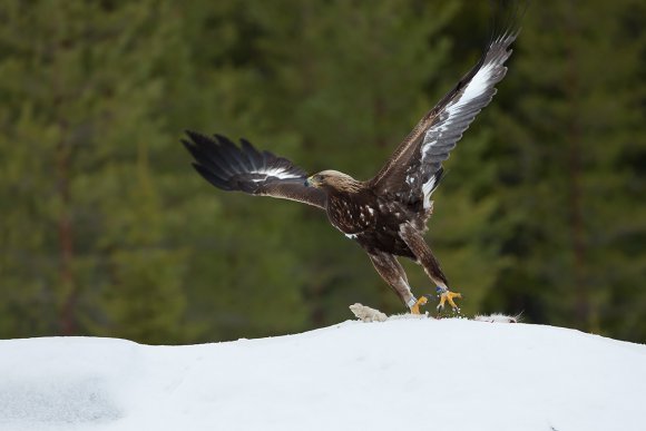 Aquila - Golden eagle (Aquila chrysaetos)