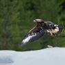 Aquila - Golden eagle (Aquila chrysaetos)