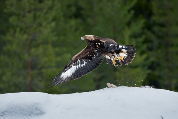 Aquila - Golden eagle (Aquila chrysaetos)