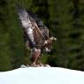 Aquila - Golden eagle (Aquila chrysaetos)