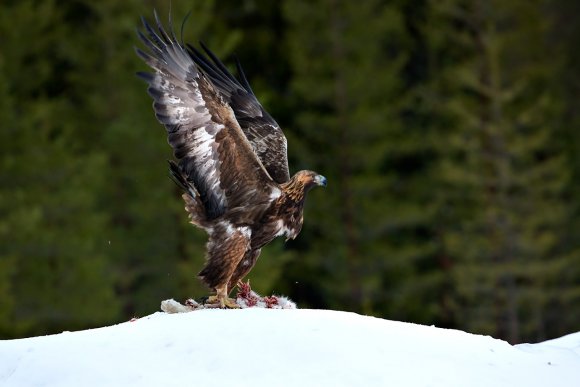 Aquila - Golden eagle (Aquila chrysaetos)