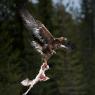 Aquila - Golden eagle (Aquila chrysaetos)