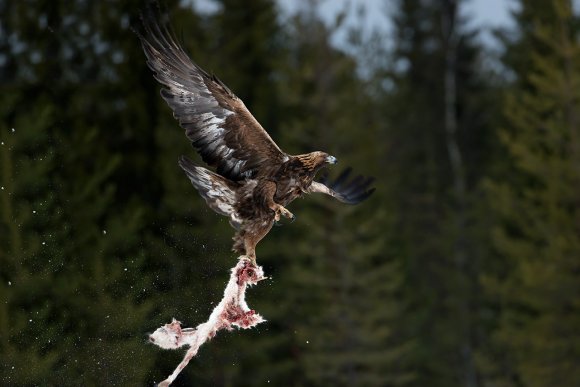 Aquila - Golden eagle (Aquila chrysaetos)