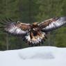 Aquila - Golden eagle (Aquila chrysaetos)