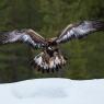 Aquila - Golden eagle (Aquila chrysaetos)