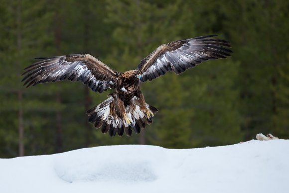 Aquila - Golden eagle (Aquila chrysaetos)