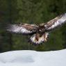 Aquila - Golden eagle (Aquila chrysaetos)