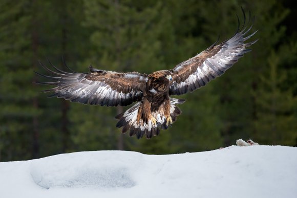 Aquila - Golden eagle (Aquila chrysaetos)