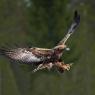 Aquila - Golden eagle (Aquila chrysaetos)