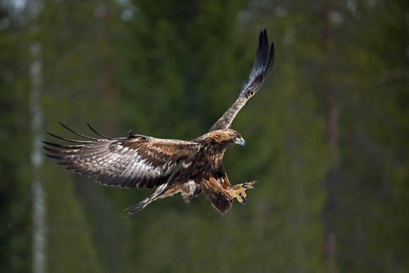 Aquila - Golden eagle (Aquila chrysaetos)