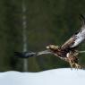 Aquila - Golden eagle (Aquila chrysaetos)