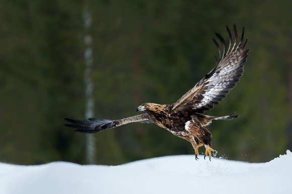 Aquila - Golden eagle (Aquila chrysaetos)