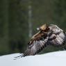 Aquila - Golden eagle (Aquila chrysaetos)