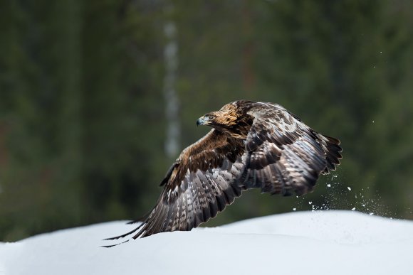 Aquila - Golden eagle (Aquila chrysaetos)