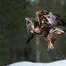 Aquila - Golden eagle (Aquila chrysaetos)