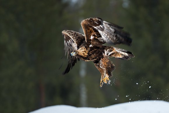 Aquila - Golden eagle (Aquila chrysaetos)