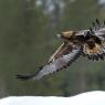 Aquila - Golden eagle (Aquila chrysaetos)